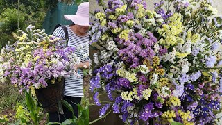 Harvesting Statice flowers Limonium sinuatum most grown flower in Senapati  Manipur [upl. by Hadias]