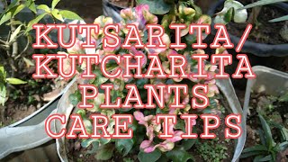 KUTCHARITA KUTSARITA PLANTS CARE TIPS [upl. by Aurea334]