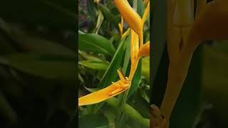 হলুদ রং এর ফুল। yellowflowers flowerlover Heliconia psittacorum [upl. by Haraj]