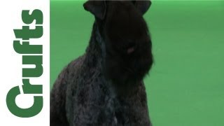 Crufts 2012  Kerry Blue Terrier Best of Breed [upl. by Assener]