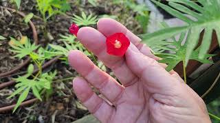 Cardinal Climber from seed  sow in spring  Texas Gulf Coast Zone 9ab hummingbird butterfly [upl. by Bernhard]