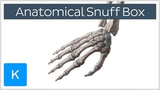 What is the anatomical snuff box  Human Anatomy  Kenhub [upl. by Gavrielle563]