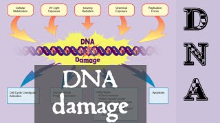 DNA damage and repair  DNA damage response [upl. by Steen]