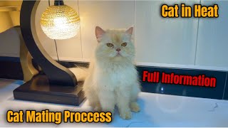 Cats and Mating  What Do You Need to Know  In Urdu  Vet [upl. by Leamse607]