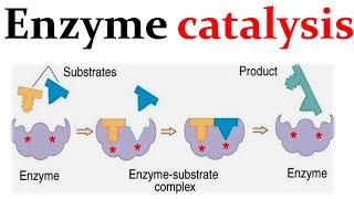 143 Reaction Mechanisms Catalysts and Reaction Coordinate Diagrams  General Chemistry [upl. by Rabjohn]