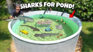 My Dream SALTWATER POND Finally Gets SHARKS new sharks [upl. by Herculie]