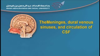 The Meninges dural venous sinuses and circulation of CSF [upl. by Ramah562]