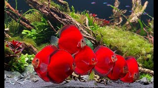 Most Beautiful Red Discus Planted Aquarium  Amazing Discus Tank Mates [upl. by Ardnusal]