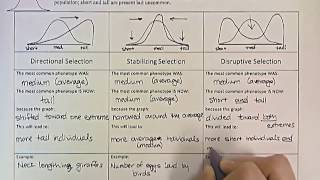 Types of Natural Selection [upl. by Fogg]