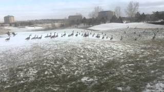 Geese Tracks and Geese Flying Away [upl. by Virgilio]