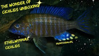 The Wonder Of Cichlids Unboxing  Aulonocara Ethelwynnae Chitande  Peacock Cichlid [upl. by Jennine]