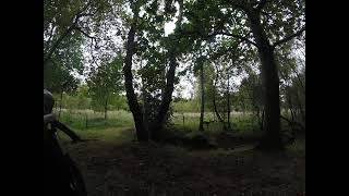 deer on skipwith common near selby [upl. by Auqkinahs]