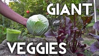 How To Grow Growing Giant Vegetables [upl. by Patterson]