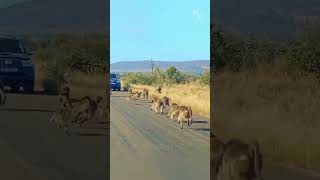 Baboons vs Leopard A Fierce Battle on the Roadside [upl. by Turne]