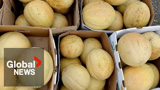 Cantaloupe salmonella outbreak Canadas death toll rises to 5 PHAC says [upl. by Edgard500]