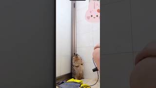 Enjoy post shower blow drying service marmota cute marmot cutepets pets [upl. by Rhys957]