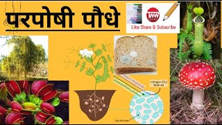 परपोषी पौधेHeterotrophic plantsपौधों में पोषण Nutrition In PlantsPart २ [upl. by Glasgo]