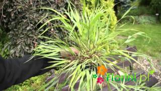 Florinipl  Hakonechloa mrozoodporna trawa bambusowamp4 [upl. by Karoline]