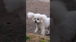 Cute Maltese Dog Barking Sound [upl. by Ferna]