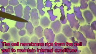 Marchand Biology  Plasmolysis in Red Onion Techno [upl. by Kado1]