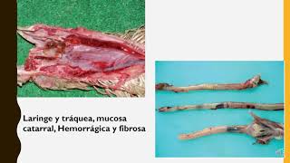 LARINGOTRAQUEITIS INFECCIOSA AVIAR [upl. by Denver]