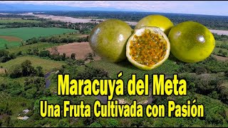 PRODUCCIÓN DEL MARACUYÁ EN EL META Travesía Agropecuaria [upl. by Hait857]