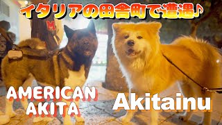 Akita Inu 🇯🇵 and American Akita 🇺🇸 met in Italy 🇮🇹 [upl. by Nylaehs409]