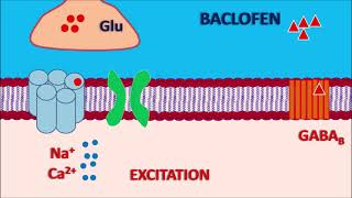 Baclofen  Mechanism side effects precautions and uses [upl. by Rolando]