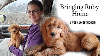 Bringing Home Our Goldendoodle Puppy  8 week old Goldendoodle [upl. by Guildroy]