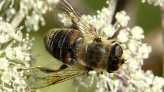 Schwebfliege Eristalis tenax Mistbiene [upl. by Harbed]