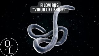 15 Filovirus Virus del Ébola [upl. by Airamalegna415]