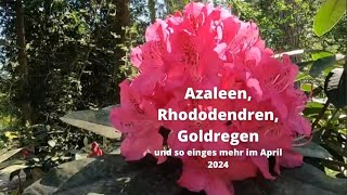 Azaleen Rhododendren Goldregen [upl. by Darrell]