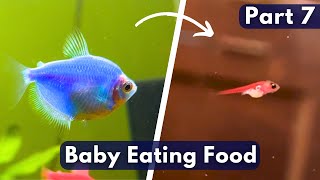 Colour Widow Tetra Fish Breeding  Part 7  Widow Fish Baby Fry Food [upl. by Asiul]