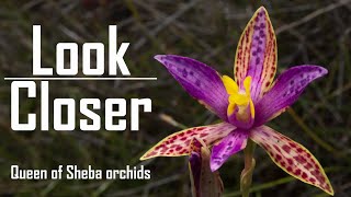 Wildflowers  Queen of Sheba orchids [upl. by Maloney993]