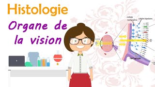 Histologie  lOrgane de la vision  histlogie de loeil  cours de 2 ème année médecine [upl. by Robbyn26]