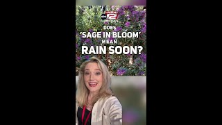 Sage in Bloom Does sage in bloom mean rain soon [upl. by Nibroc]