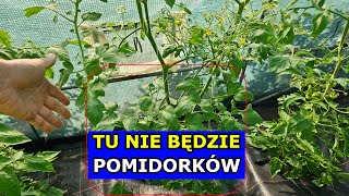 Dlaczego Pomidory NIE OWOCUJĄ co zrobić Szara pleśń Grona Pomidora Owocowanie Pomidorów Nisko [upl. by Nonez]