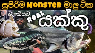 Top Monster fish for your aquarium 🔥 Extreme Predators  part 2 [upl. by Yve]