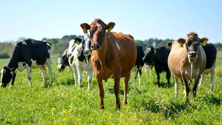 Farm Cows Sound Effect Cow Mooing [upl. by Pierro]