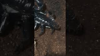 Heterometrus spinifer Asian Forest Scorpion 🦂👑 scorpion pets animals cool [upl. by Tia591]