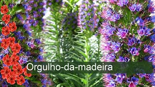 Orgulhodamadeira  Echium candicans [upl. by Kendell]