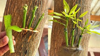 Three Multi grafting On One Mango Tree  How To Graft A Mango Tree [upl. by Ycrem]