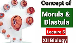 Concept of Morula and Blastula Lecture 5 [upl. by Nnaesor870]