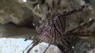 Lionfish Feeding Frenzy [upl. by Mario]