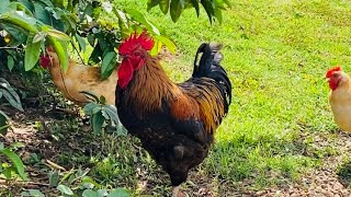 My Welsummer Rooster With His Flock [upl. by Patric]