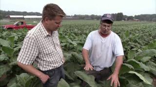 Connecticut Tobacco Farm  Americas Heartland [upl. by Gow]