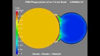 Simulation of the phagocytosis of beads of different sizes by human neutrophils [upl. by Avla350]