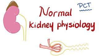 Normal Kidney Physiology  Proximal Convuluted Tubule PCT [upl. by Canale]