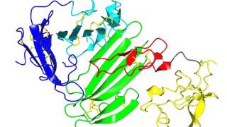 urokinase plasminogen activator and its receptor [upl. by Anaeg]