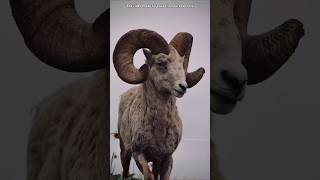 Bighorn Sheep का दिमाग हिलता क्यों नहीं By Wild Adventures [upl. by Tova572]